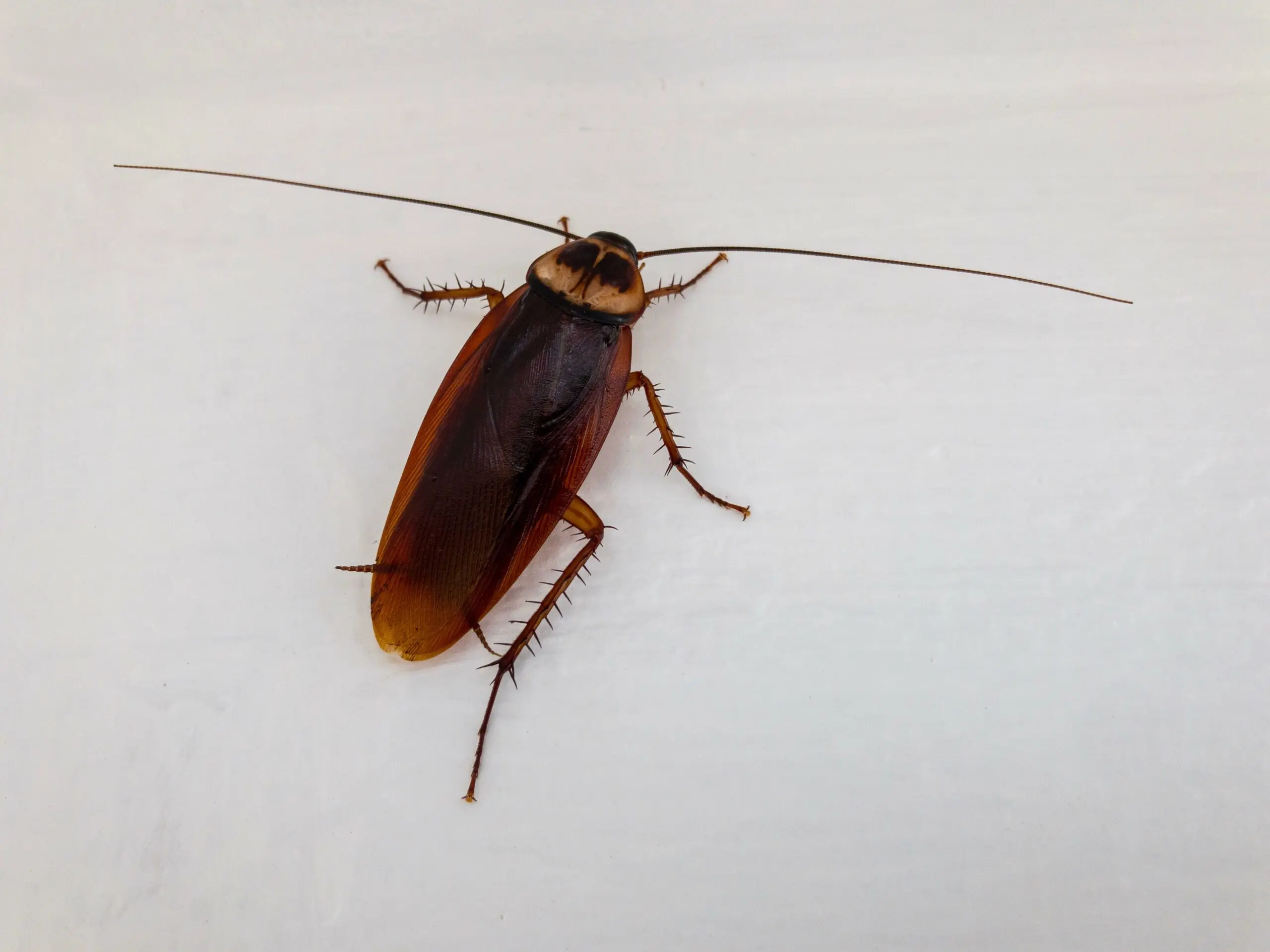 Blatte Américaine (Periplaneta americana)
