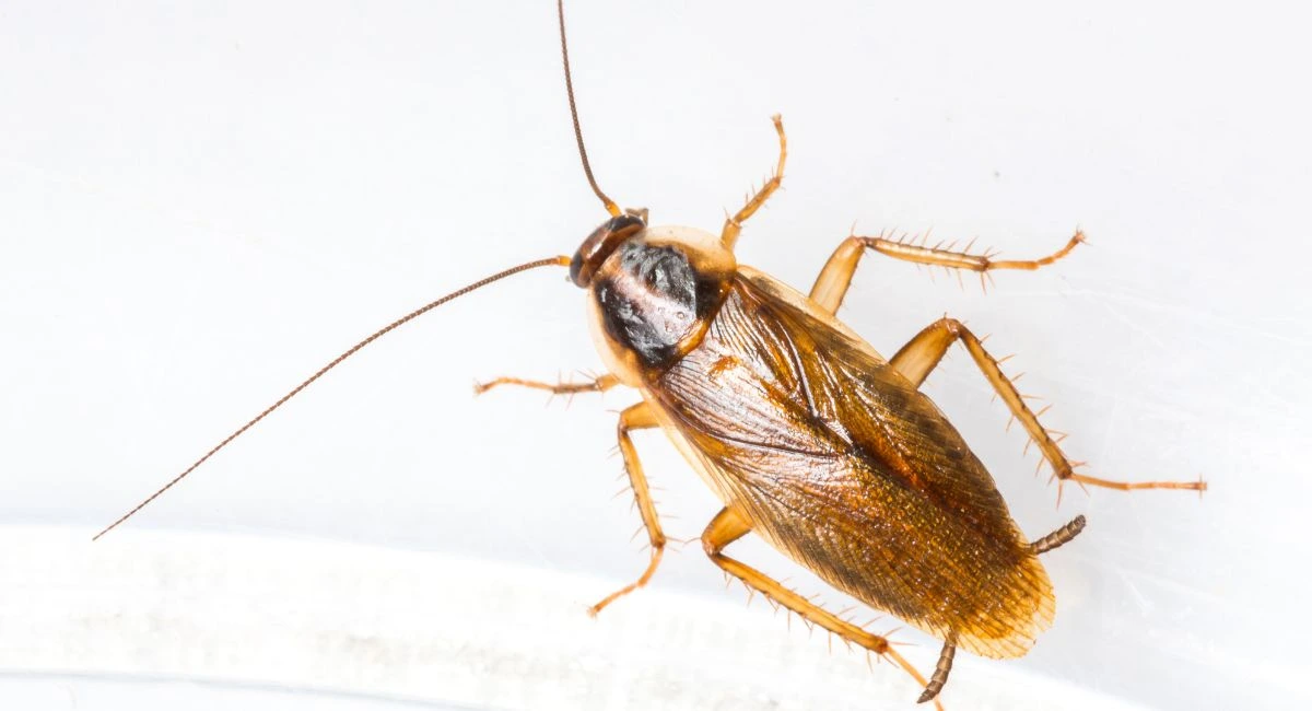 Blatte Germanique (Blattella germanica)