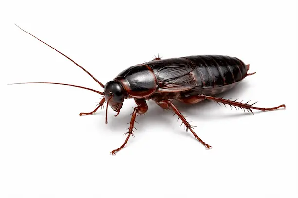 Blatte Orientale (Blatta orientalis)