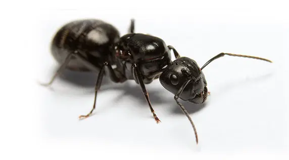 Fourmi charpentière (Camponotus)