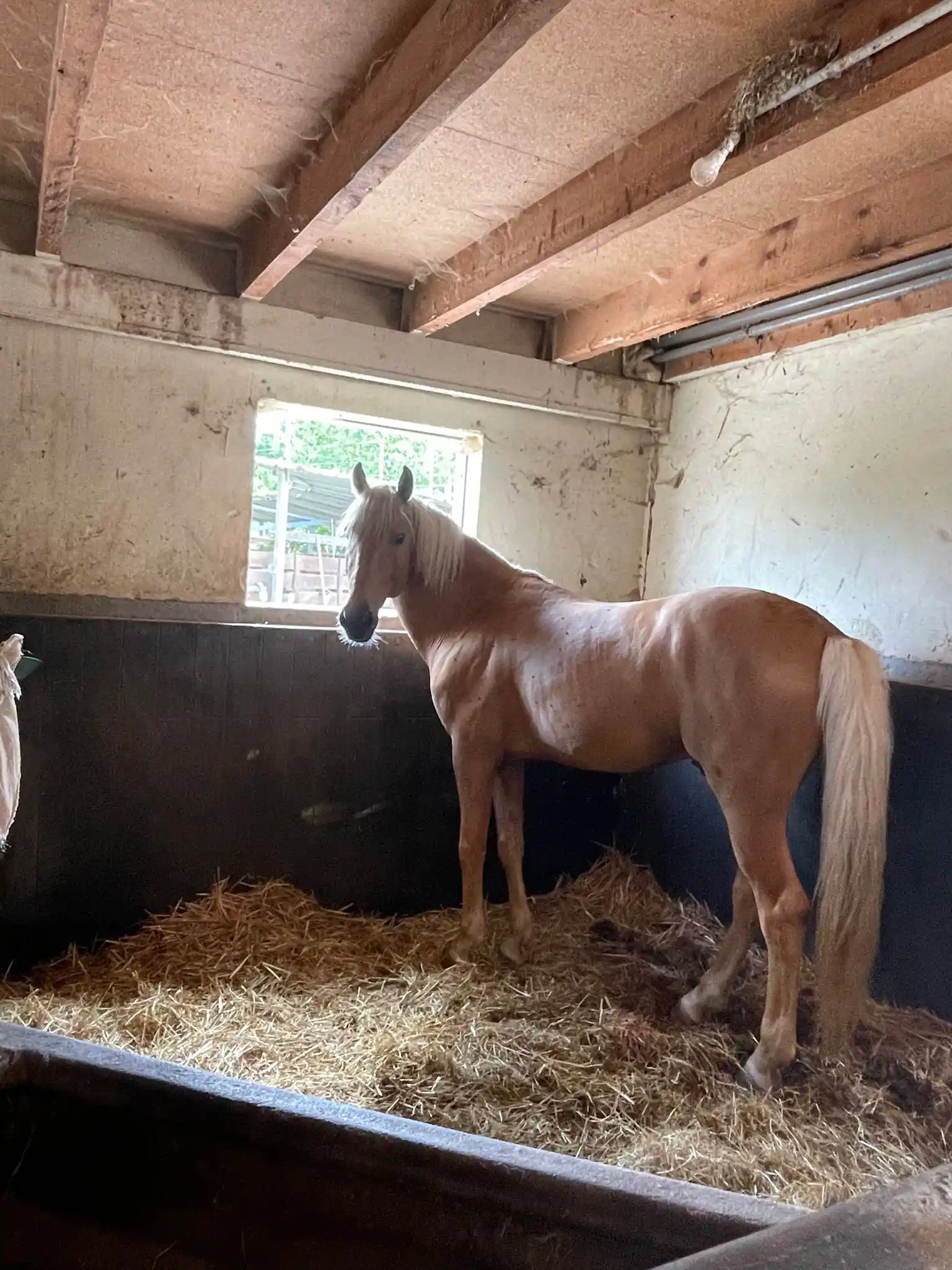Gros plan sur un cheval dans ses installations protégées