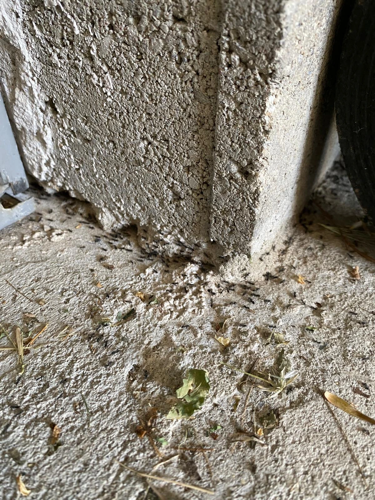 Importante colonne de fourmis circulant sur une dalle en béton au pied d'un mur
