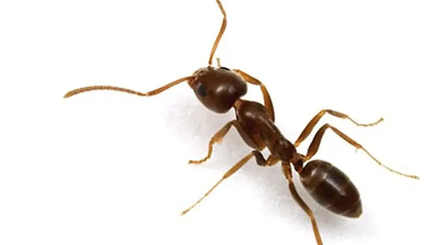 Fourmi d'Argentine (Linepithema humile)