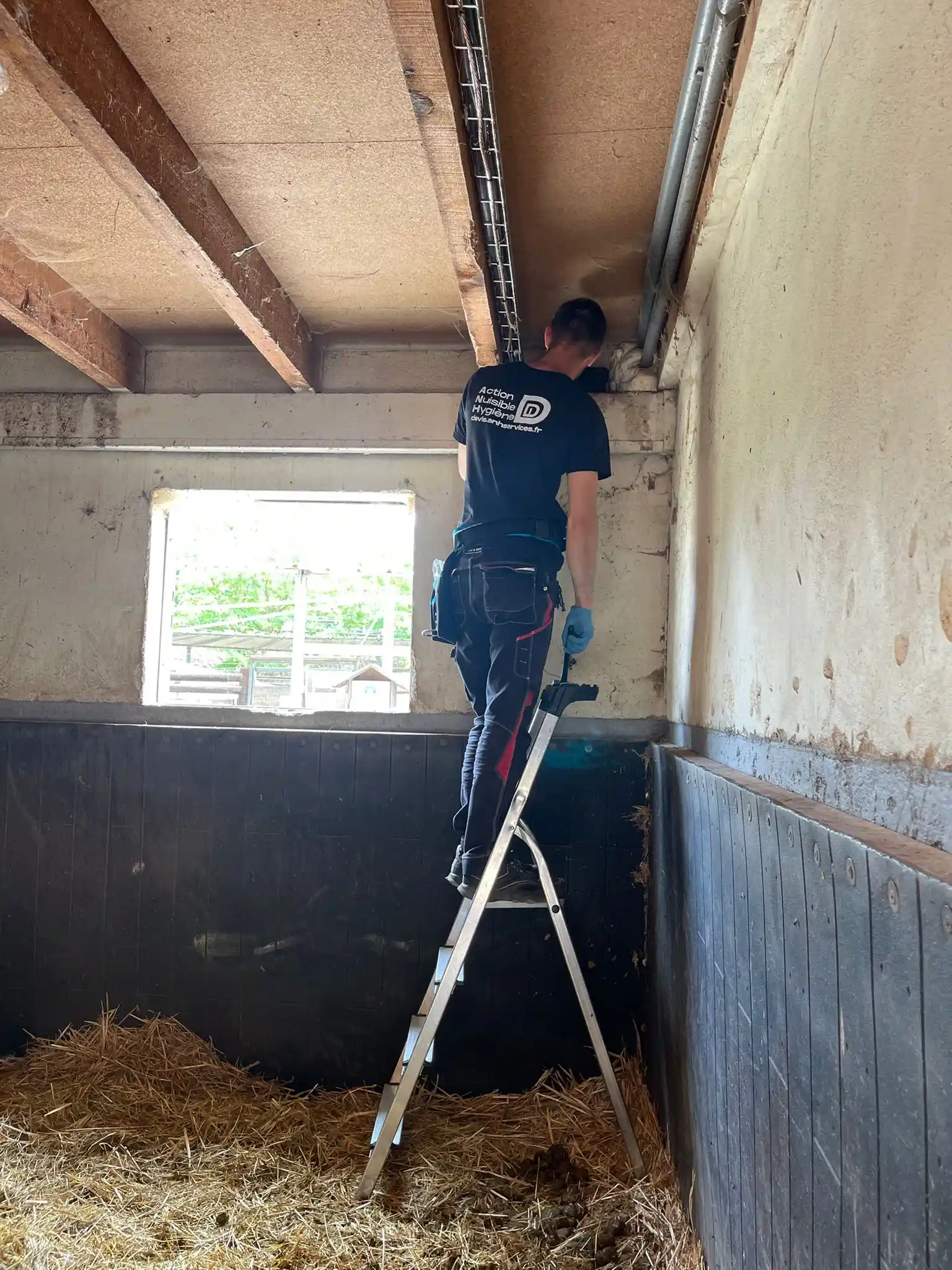 Technicien ANH Services sécurisant un dispositif rongeur en hauteur dans une écurie