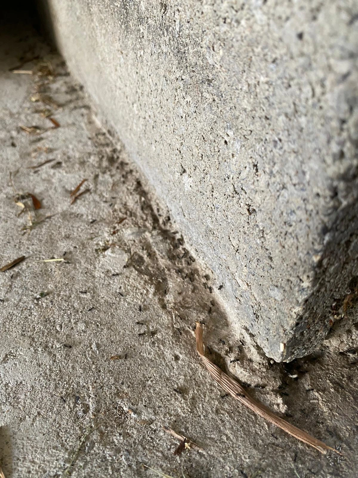Forte concentration de fourmis le long d'un joint de dilatation extérieur