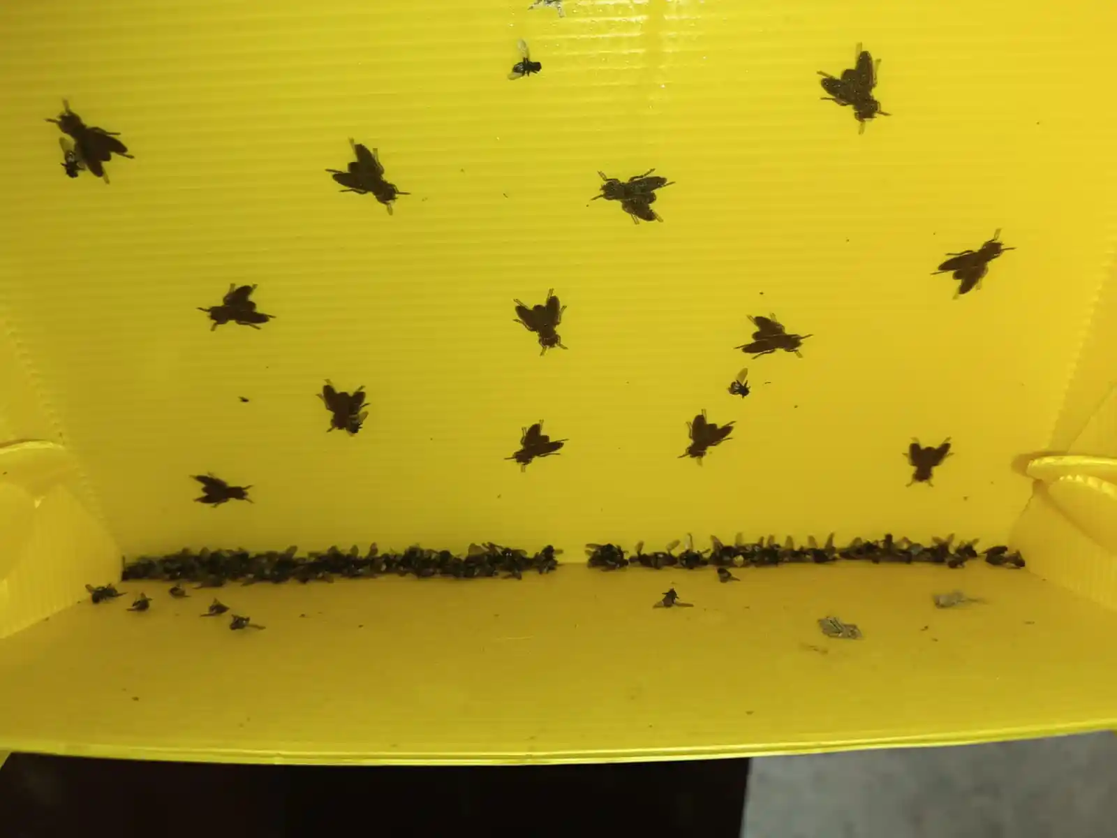 Piège à mouches professionnel avec spray collant haute rémanence