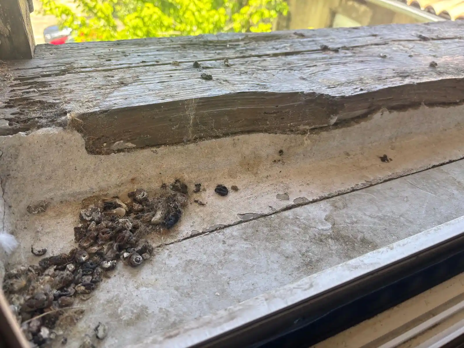 Accumulation de fientes de pigeons sur un rebord de fenêtre
