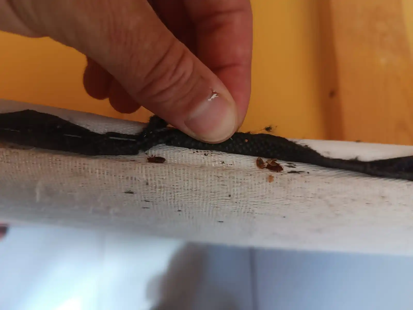 Inspection des coutures d'un matelas révélant des punaises de lit Drôme