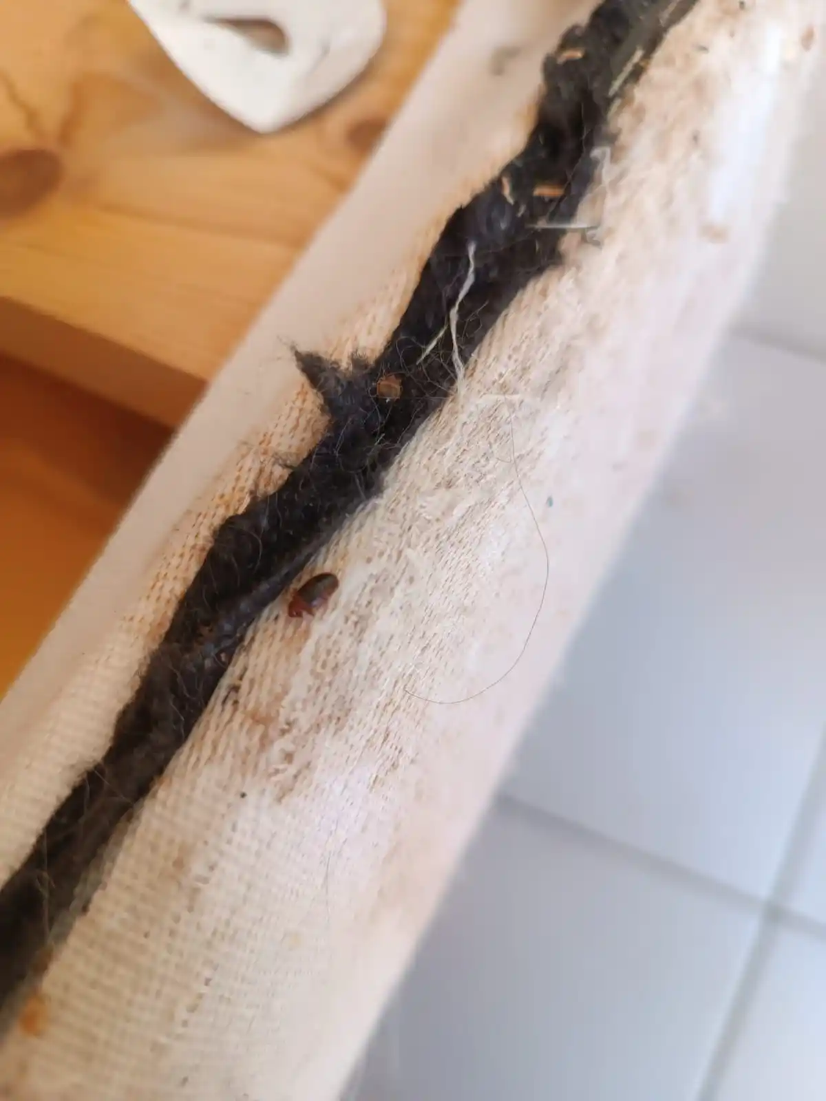 Punaise de lit repérée sur la bordure d'un matelas
