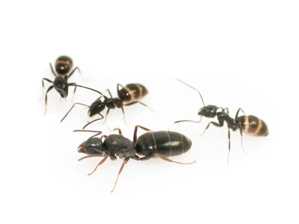 Fourmi envahissante (Tapinoma magnum)