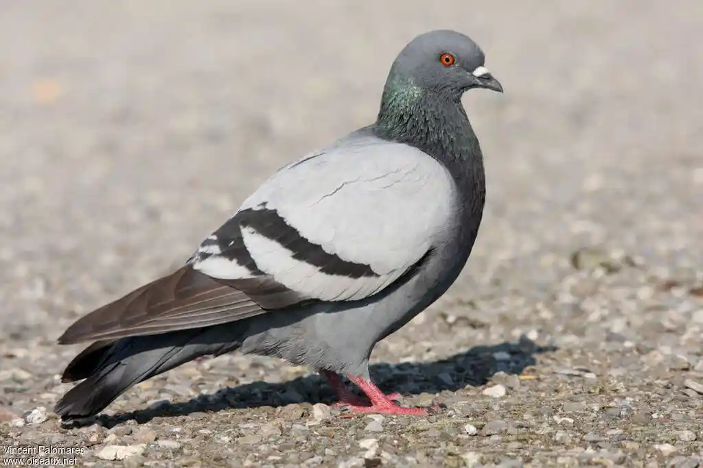 Dépigeonnage et protection volatiles
